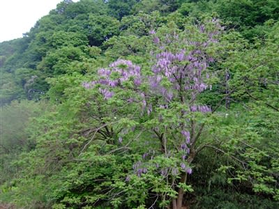 裏高尾に咲く山藤の花 ウリパパの日記