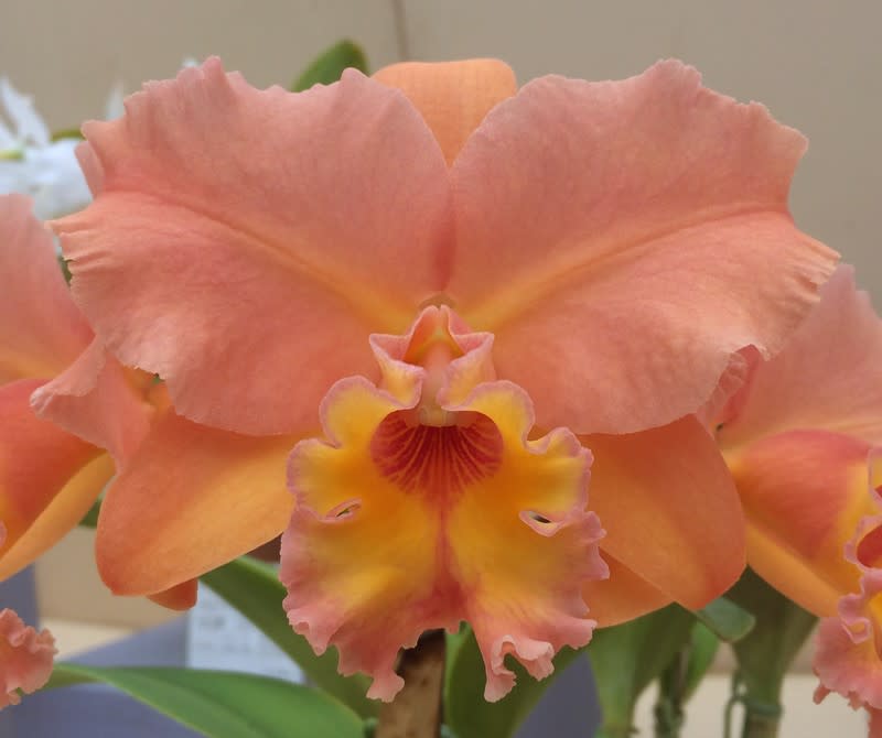 カトレア　オレンジナゲット‘Orange Queen’（花は終わりました） カトレア 花 植物 オレンジ色の写真素材 - PIXTA