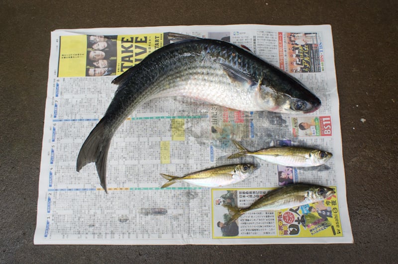 勝浦 アジが釣れない 代わりに大きなぼら カメラでお出かけ Odekake Photo Blog