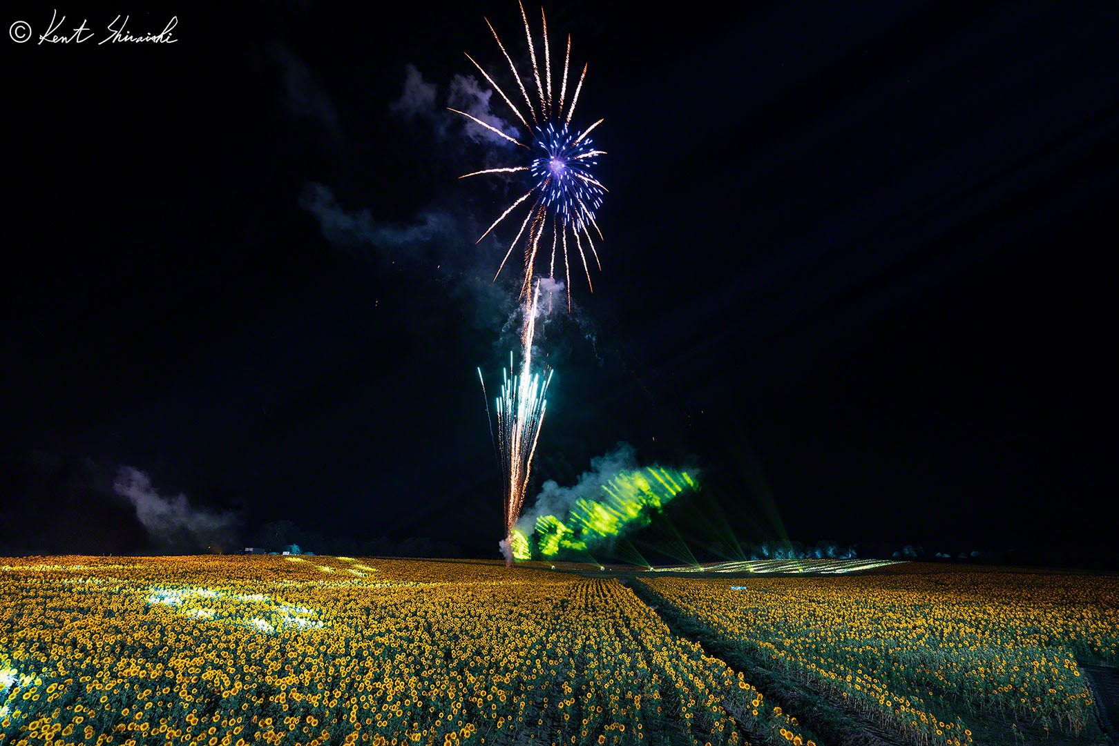 北竜町のひまわり畑 The Illuminated Sunflower And Fireworks Kent Shiraishi Photo Blog
