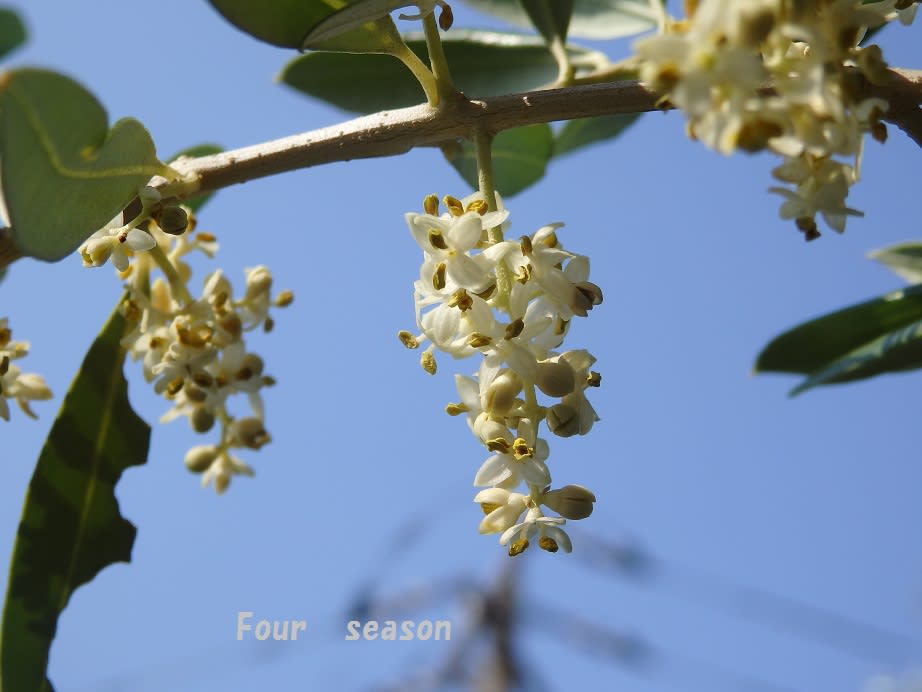 5月オリーブの花は満開 フォ シーズン