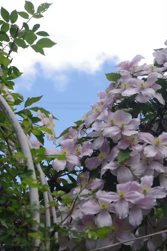 ツル性植物の女王 クレマチス 小さな庭の花日記