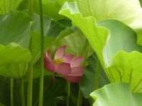 lotus007.jpg: ハスの花