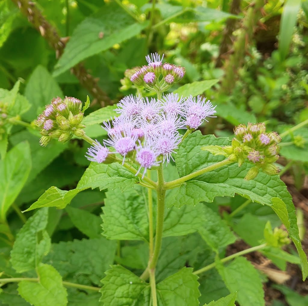 青花藤袴 アオバナフジバカマ 休耕田のハーブたち 青花藤袴 アオバナフジバカマ 休耕田のハーブたち