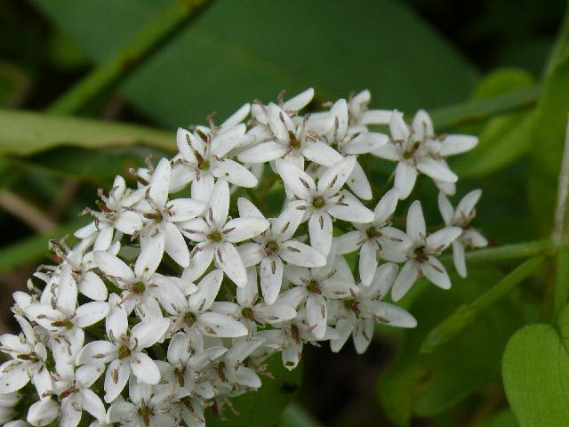 P1040901