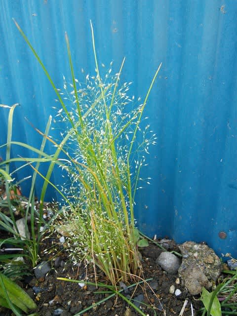 珍種植物やら雲形やら