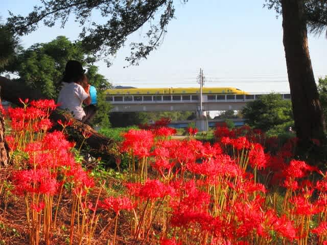 彼岸花の咲くころ 武庫川コスモス園での出会い
