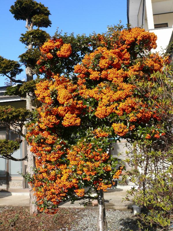 ピラカンサ ヒマラヤトキワサンザシ 09年2月1日 Peaの植物図鑑