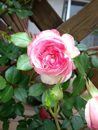 一番花の便りー２ Joy Of Roses バラの会