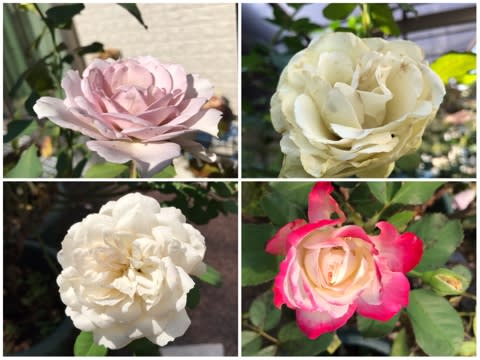 消毒をさぼると花を虫に齧られるという見本のモナコ国王 消毒をさぼると花を虫に齧られるという見本のモナコ国王