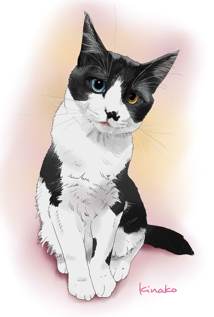 美しい花の画像 無料ダウンロード白黒 猫 ハチワレ イラスト