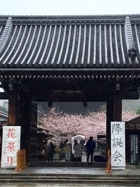 花まつり ynwc的な日常 花まつり ynwc的な日常