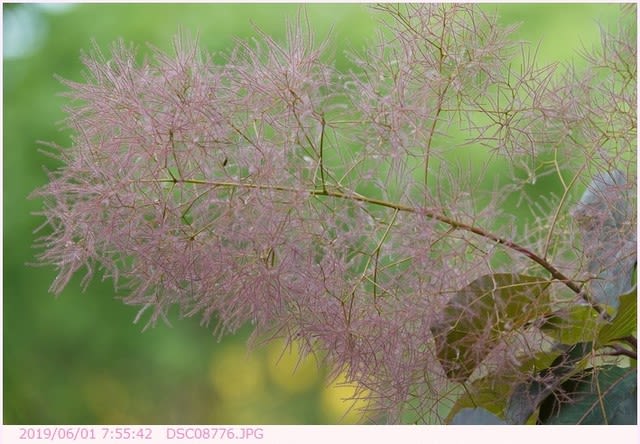 ハグマノキ 白熊の木 赤紫の花 散歩写真