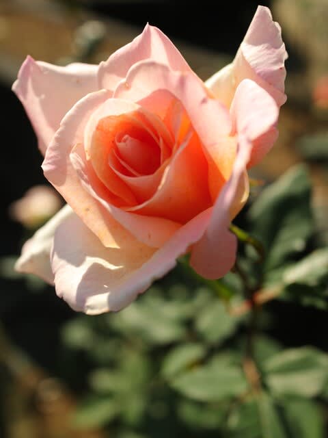 清楚な雰囲気を醸し出すバラ ミシェル メイアン 秋バラ シリーズ 100 野の花 庭の花 清楚な雰囲気を醸し出すバラ ミシェル メイアン 秋バラ シリーズ 100 野の花 庭の花