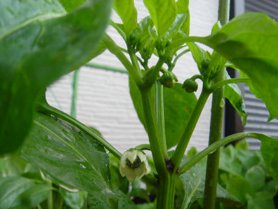 パプリカの花 お野菜作りはじめました 家庭菜園