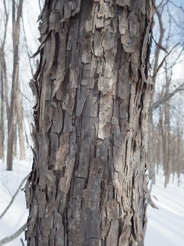 冬の自然観察のすすめ 樹木ウオッチング 自然ウオッチングセンタースタッフのブログ