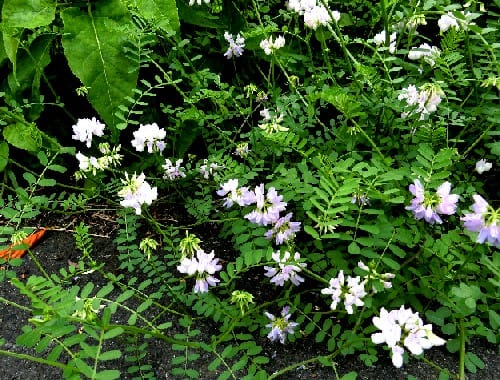 つる性植物 6 7月 クラウンベッチ 宿根スイートピー モミジバルコウソウ 他 花と徒然なるままに