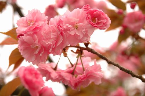 sakra053.jpg: 八重桜の花