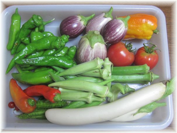 撮れたて野菜 2012年8月18日