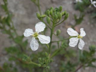 赤かぶの花の色は On My Way