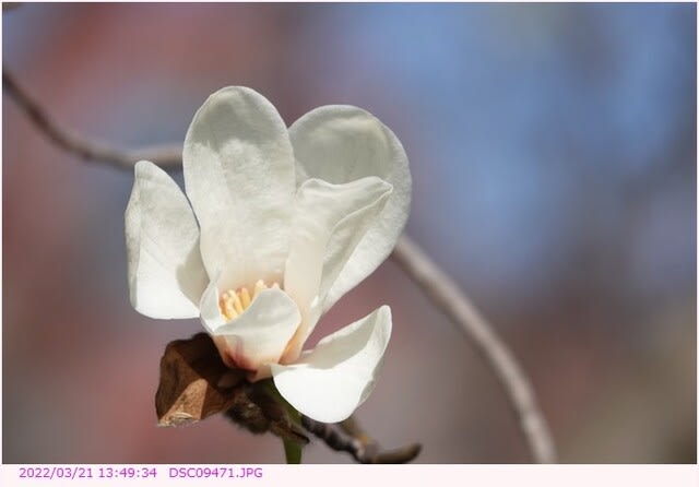 コブシ 白い花 都内散歩 散歩と写真