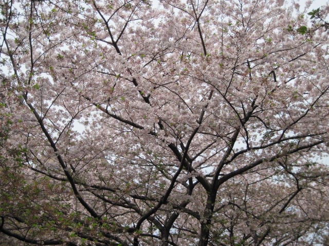 イメージ 6