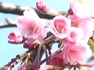 桜〔2〕