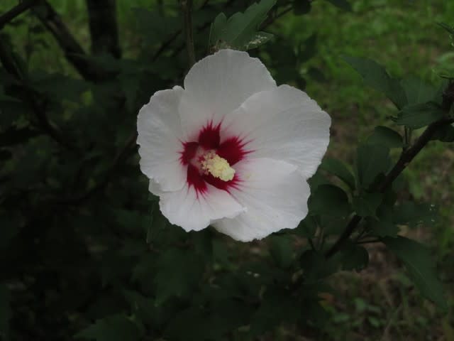 白の一重に底紅の古典的なムクゲ宗旦槿 槿シリーズ08 野の花 庭の花