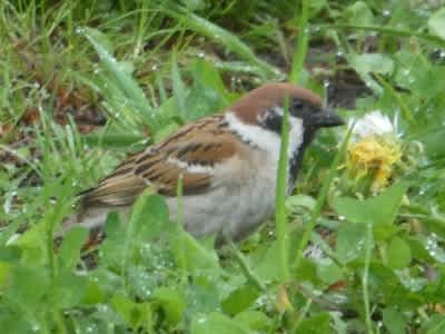 横取りしたコゲラの巣穴でスズメが子育て 生き物ウォッチングが好き