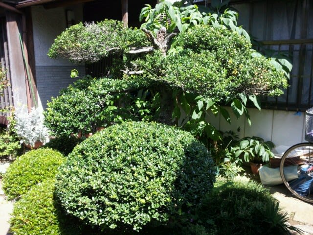柘植にハマキムシの食害 今年もやられてしまいました 気を取り直して消毒 消毒 庭の四季