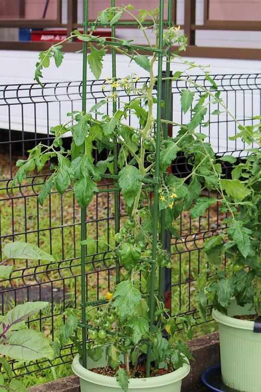 わが家のポット菜園の画像