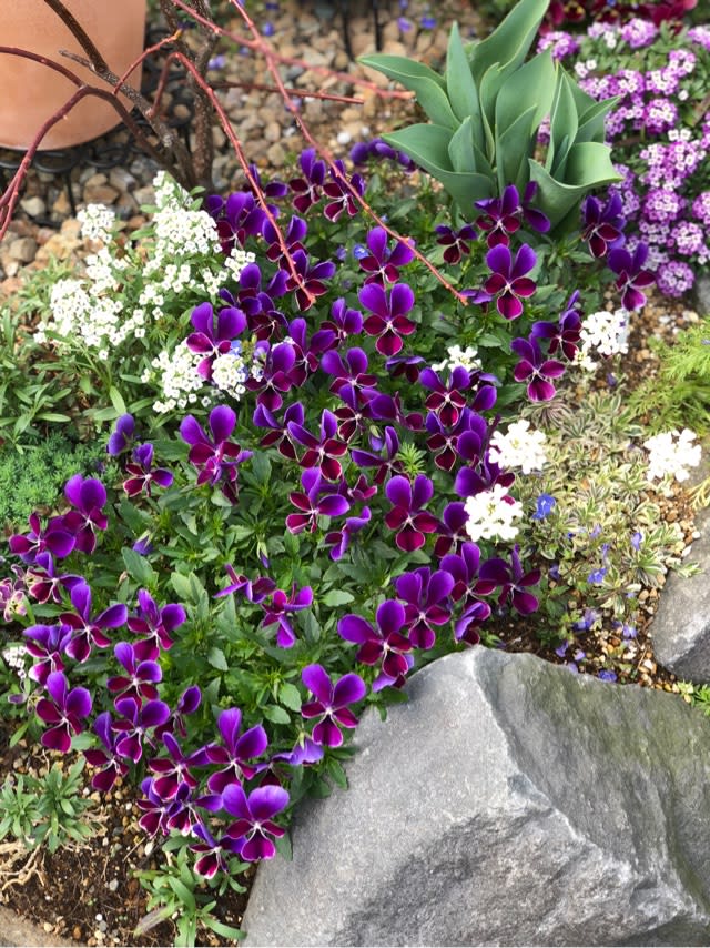 青 紫の花vs白い花 雑木と宿根草とクレマチスの小さな庭づくり
