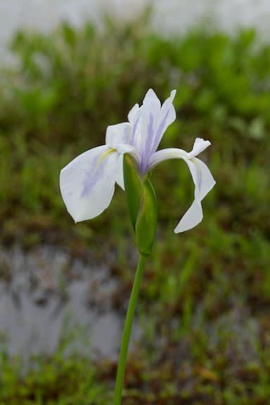 白花もきれいですよ 京都園芸倶楽部のブログ