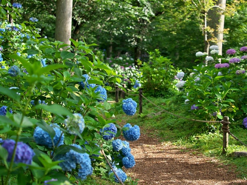 6月29日 三千院の紫陽花 ジョーとハイジ