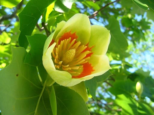 ユリノキの花とプラタナスの鈴の写真 後藤和弘のブログ