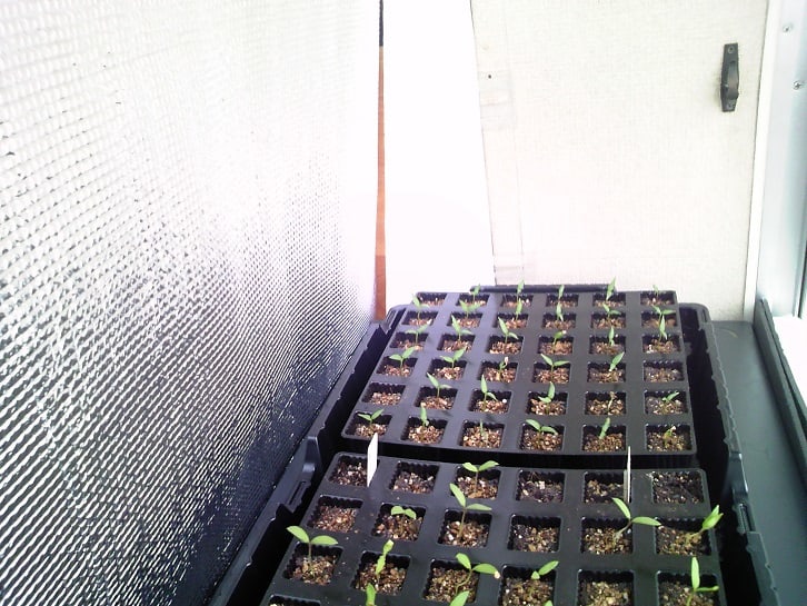 ２月２１日 ナスの育苗を出窓の簡易温室で継続中です ビギナーの家庭菜園