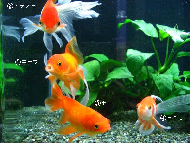金魚水槽の餌やり 動画 ソウルで金魚