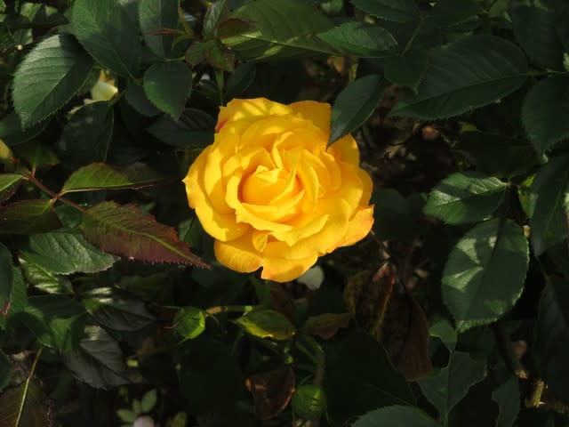 濃い黄色の花がよく目立つバラ ゴールドマリー 薔薇シリーズ19 野の花 庭の花