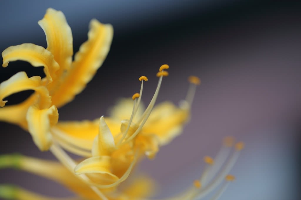 我が家の9月の花 6 リコリス黄色 彼岸花 秋バラ シュウメイギク コスモス 金沢から発信のブログ 風景と花と鳥など