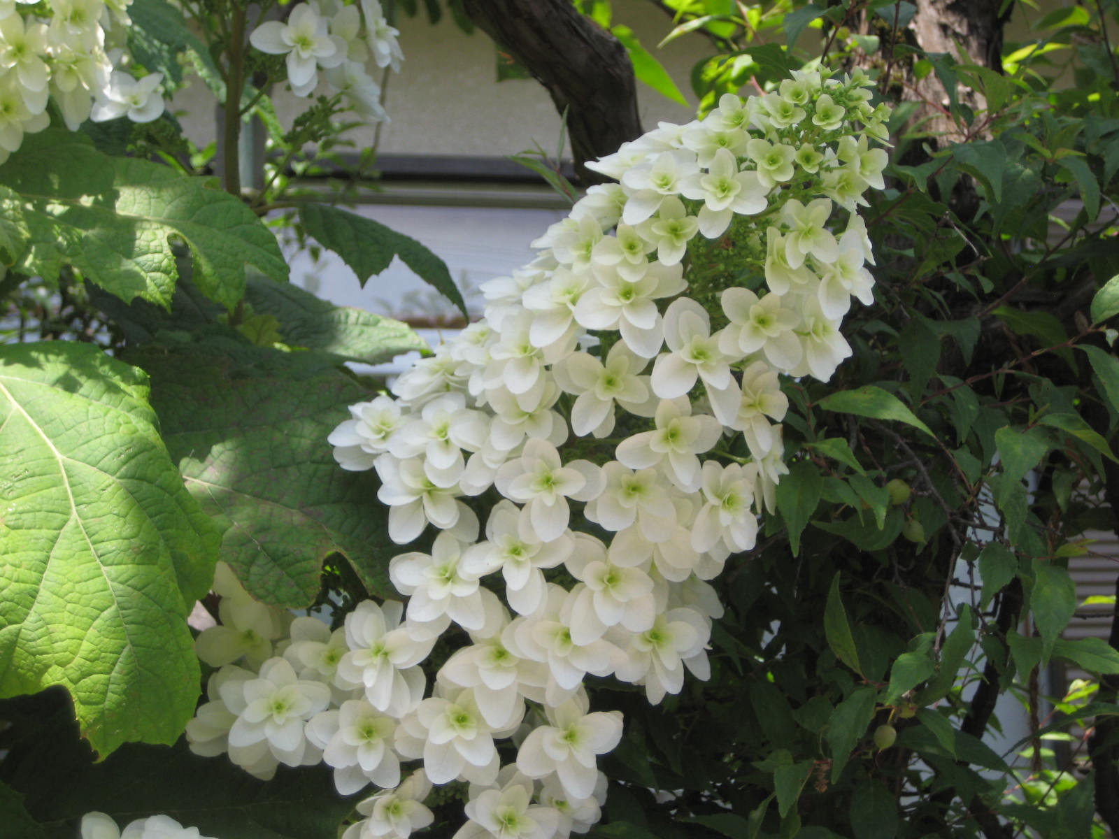 紫陽花に似た白い花