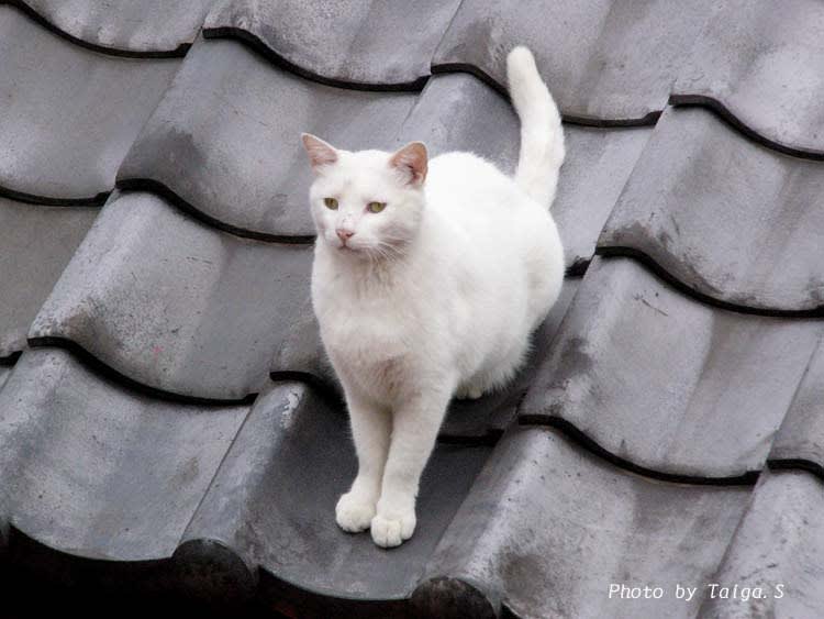 日常風景写真　登戸　屋根上の野良猫