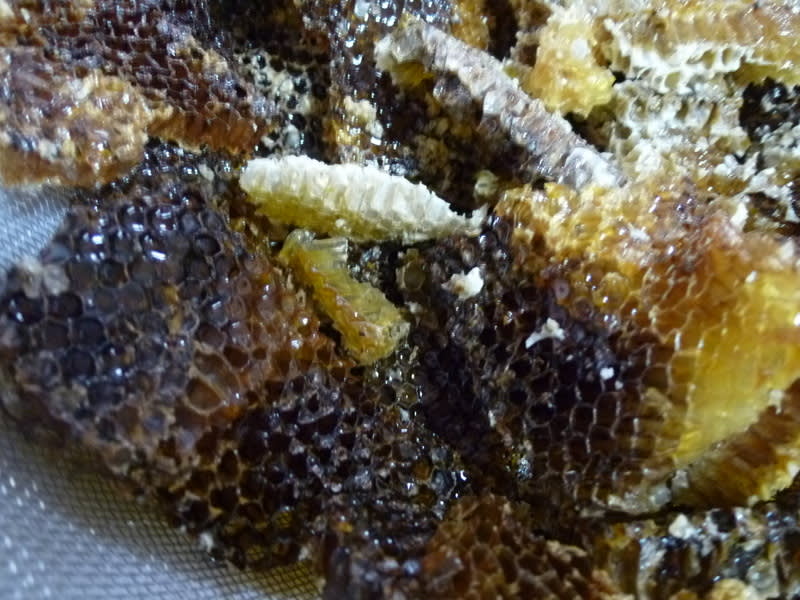 巣蜜が採れました - ニホンミツバチの四季