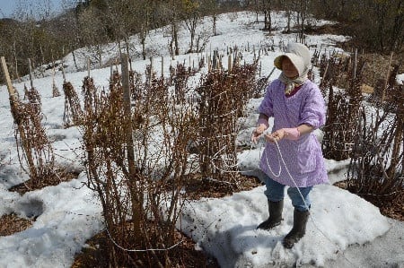 ブルーベリーの雪囲いをほどきます 星の谷にっき 旧 山の子育て日記 ブルーベリーの雪囲いをほどきます 星の谷にっき 旧 山の子育て日記