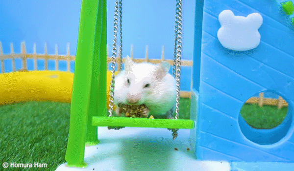 ハムスターの遊び場 🐹 Hamster swing, slide, tunnels, sandbox 