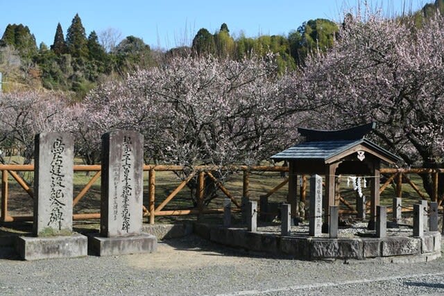 天皇誕生日 藤川天神の梅が見頃 21 02 23 鹿児島 花浄土鹿児島