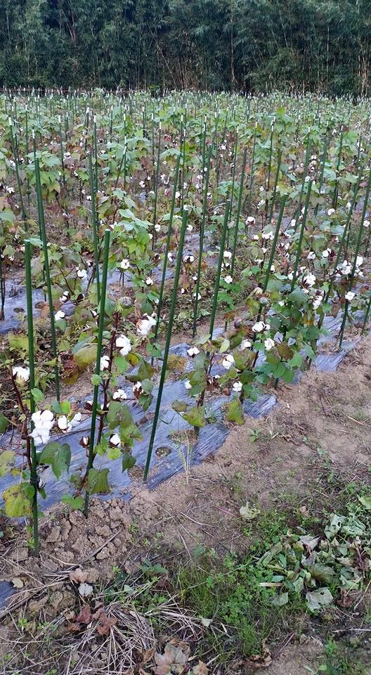 今年も綿の木／コットンフラワーの季節到来 - 花き流通専門家が農産物で地産地消、地域貢献、地域活性化、地域緑化の取り組みブログ