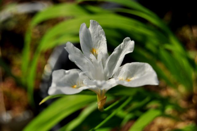 白花ヒメシャガ