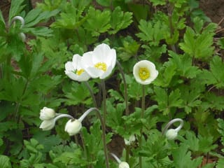 春の白い花 クイーン ハーベストの庭で