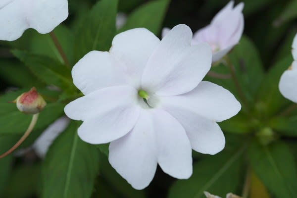 インパチェンス 独特な美しい花姿は7月25日の誕生花 Aiグッチ のつぶやき