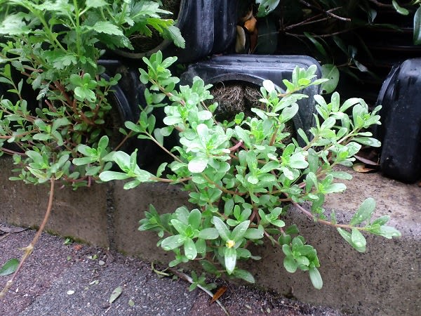 立体菜園花壇の植物たち ポーチュラカ ｗｙｚ流立体菜園 緑花術 New Vertical Edible Garden Technique